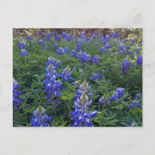 TEXAS BLUEBONNETS VYKORT