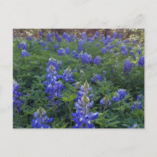 TEXAS BLUEBONNETS VYKORT