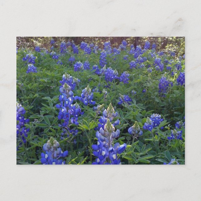 TEXAS BLUEBONNETS VYKORT (Framsida)
