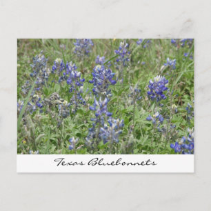 Texas Bluebonnets Vykort