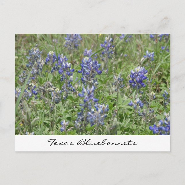 Texas Bluebonnets Vykort (Framsida)