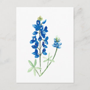 Texas Bluebonnets Vykort