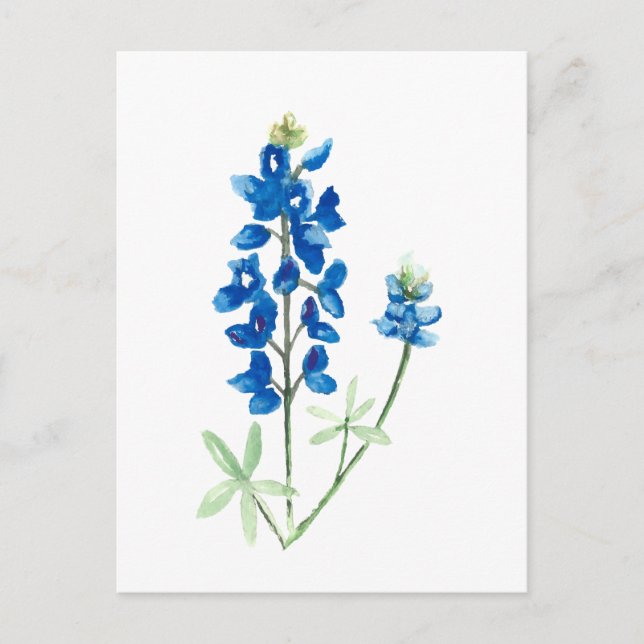 Texas Bluebonnets Vykort (Framsida)