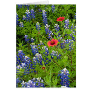 Texas Bluebonnets with Indian Blankets OBS Kort