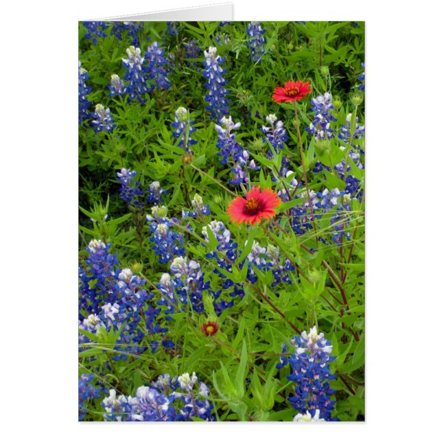 Texas Bluebonnets with Indian Blankets OBS Kort (Framsidan)