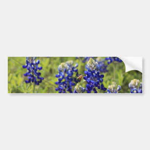 Texas Bluebonnetsbildekal Bildekal