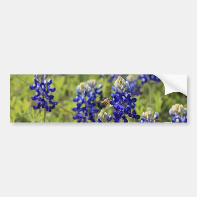 Texas Bluebonnetsbildekal Bildekal (Framsidan)