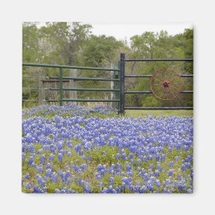 Texas Bluebonnetsmagnet Magnet