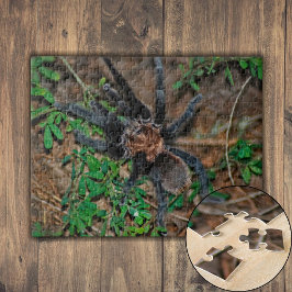 Texas Brown Tarantula Pussel