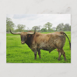 Texas Burnt Orange Longhorn Steer Vykort