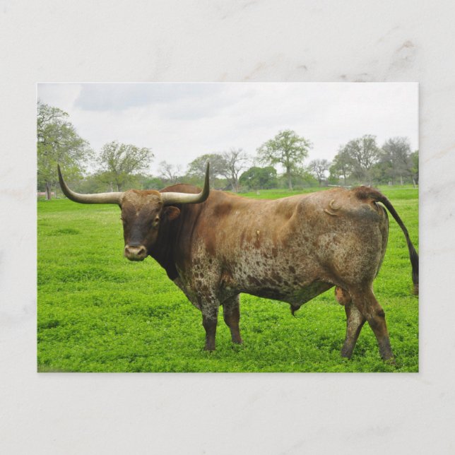 Texas Burnt Orange Longhorn Steer Vykort (Framsida)