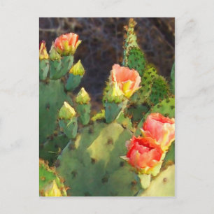 Texas Cactus 2 Vykort
