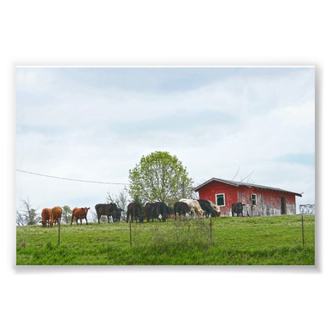 Texas Cattle and Old Red Barn Fototryck (Framsidan)