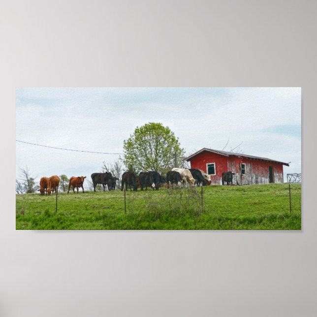 Texas Cattle and Old Red Barn Poster (Framsidan)