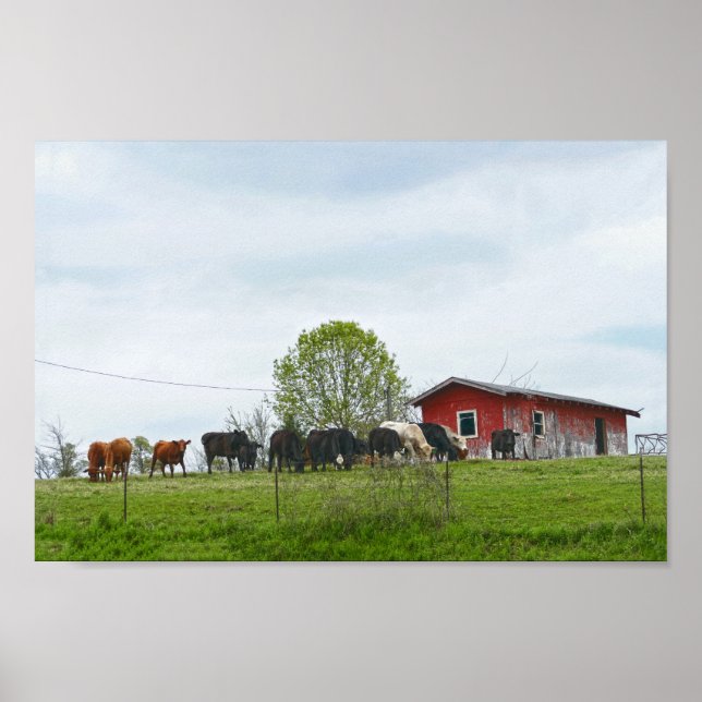 Texas Cattle and Old Red Barn Poster (Framsidan)
