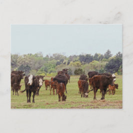 Texas Cattle Vykort