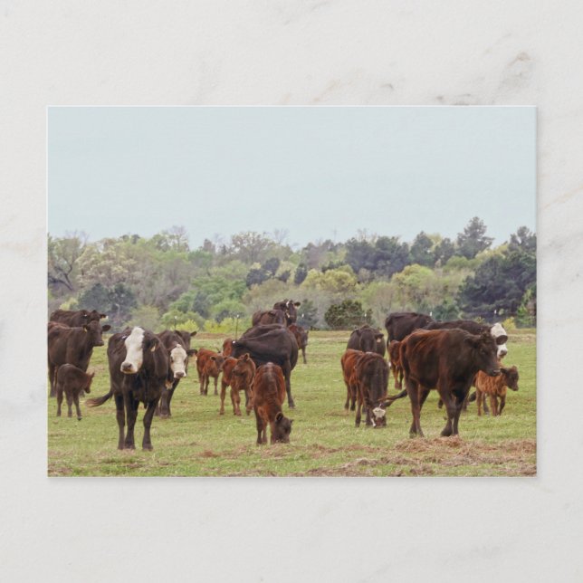 Texas Cattle Vykort (Framsida)