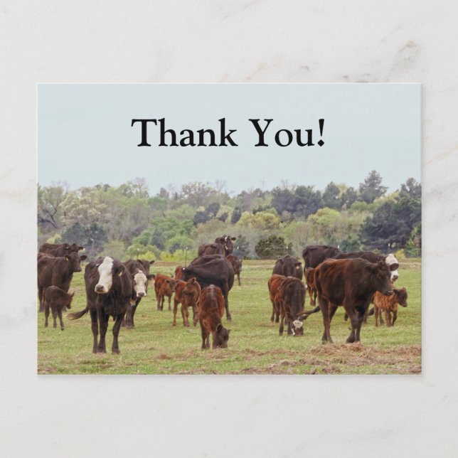 Texas Cattle Vykort (Framsida)