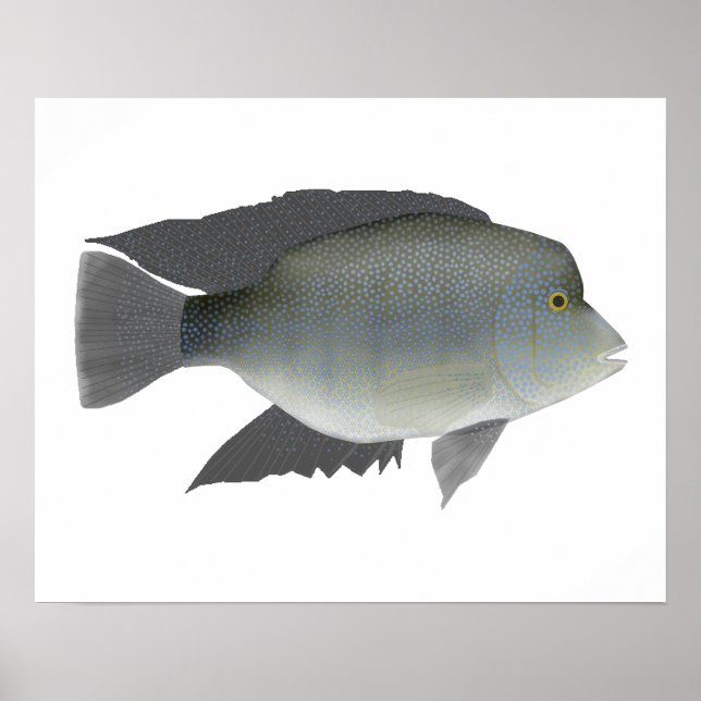 Texas Cichlid Poster (Framsidan)