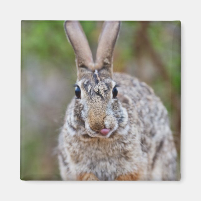 Texas cottontail kanin magnet (Framsidan)