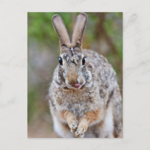 Texas cottontail kanin vykort