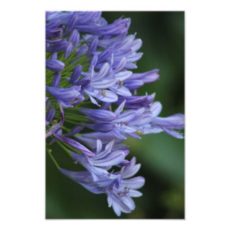 Texas Delight Fototryck