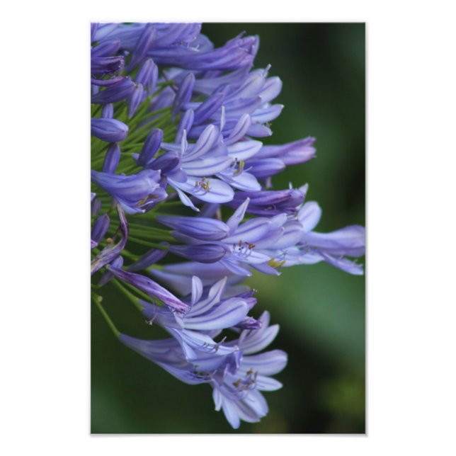 Texas Delight Fototryck (Framsidan)