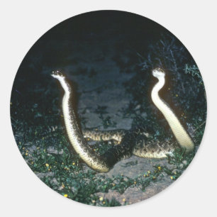 Texas Diamondback Rattlesnakes Runt Klistermärke