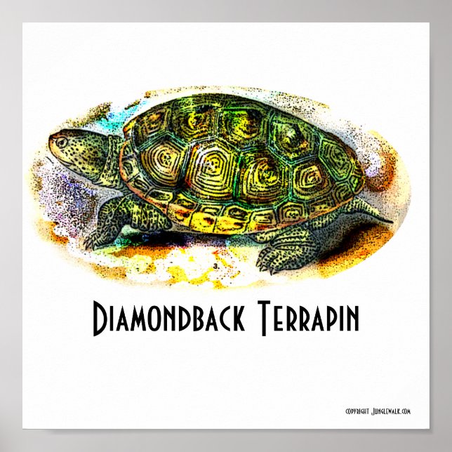Texas-Diamondback-Terrapin Poster från Junglegå (Framsidan)