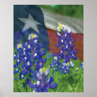 Texas flagga bluebonnets poster