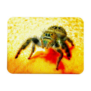 Texas hoppande spindel magnet