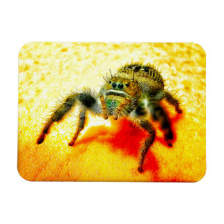 Texas hoppande spindel magnet