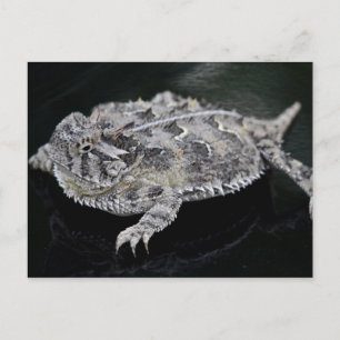 Texas Horned Lizard - Texas State Reptile Vykort