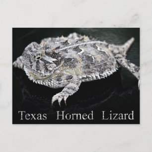 Texas Horned Lizard - Texas State Reptile Vykort
