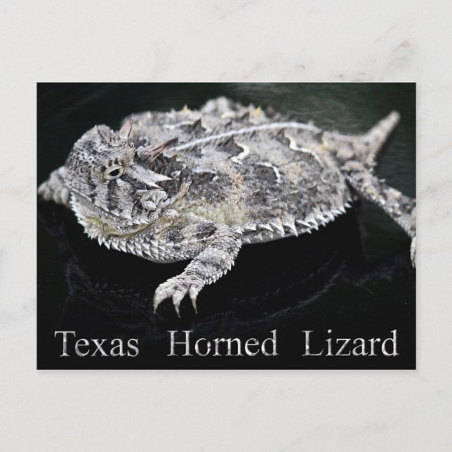 Texas Horned Lizard - Texas State Reptile Vykort (Framsida)