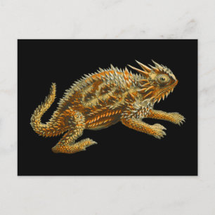 Texas Horned Lizard Vykort
