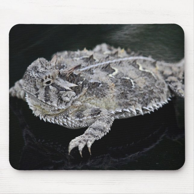Texas Horned ödla - Texas statlig reptil Musmatta (Framsidan)