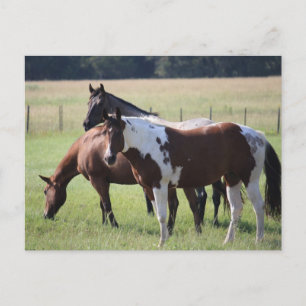 Texas Horses Vykort