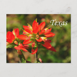 Texas Indian Paintbrush Wildblomvykort Vykort