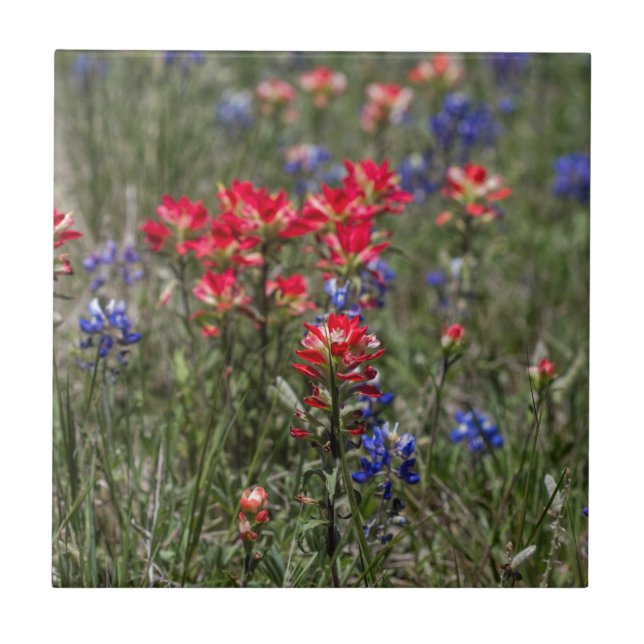 Texas indiska paintbrush- och kakelplatta (Framsidan)