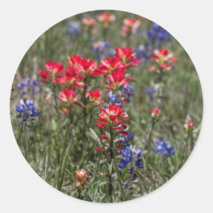 Texas indiska paintbrush- och runt klistermärke