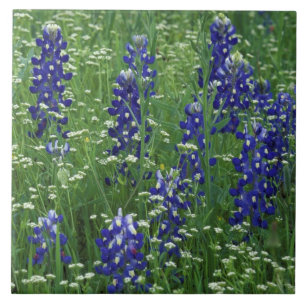 Texas, Lake Buchanan. Texas Bluebonnet och vild Kakelplatta