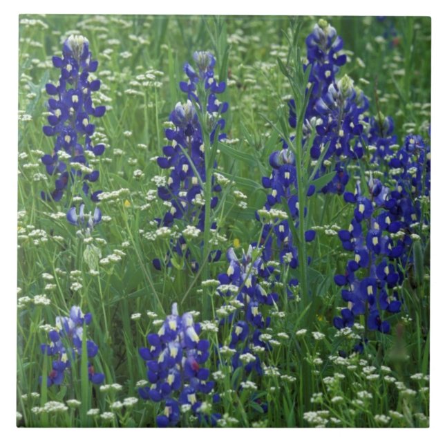Texas, Lake Buchanan. Texas Bluebonnet och vild Kakelplatta (Framsidan)