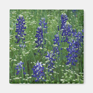 Texas, Lake Buchanan. Texas Bluebonnet och vild Magnet