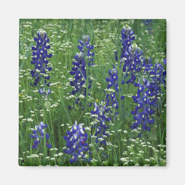 Texas, Lake Buchanan. Texas Bluebonnet och vild Magnet (Framsidan)