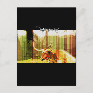 Texas Long Horn Vykort