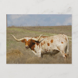 Texas Long Horn Vykort
