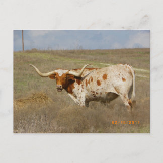 Texas Long Horn vykort