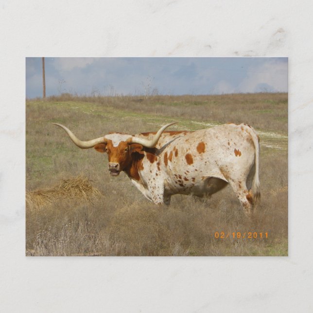 Texas Long Horn vykort (Framsida)