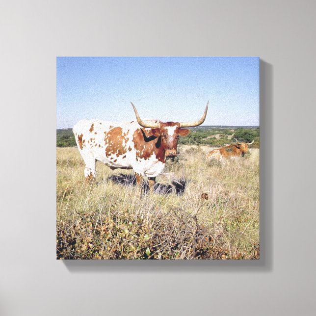 Texas Longhorn Breed (bild) Canvastryck (Framsida)